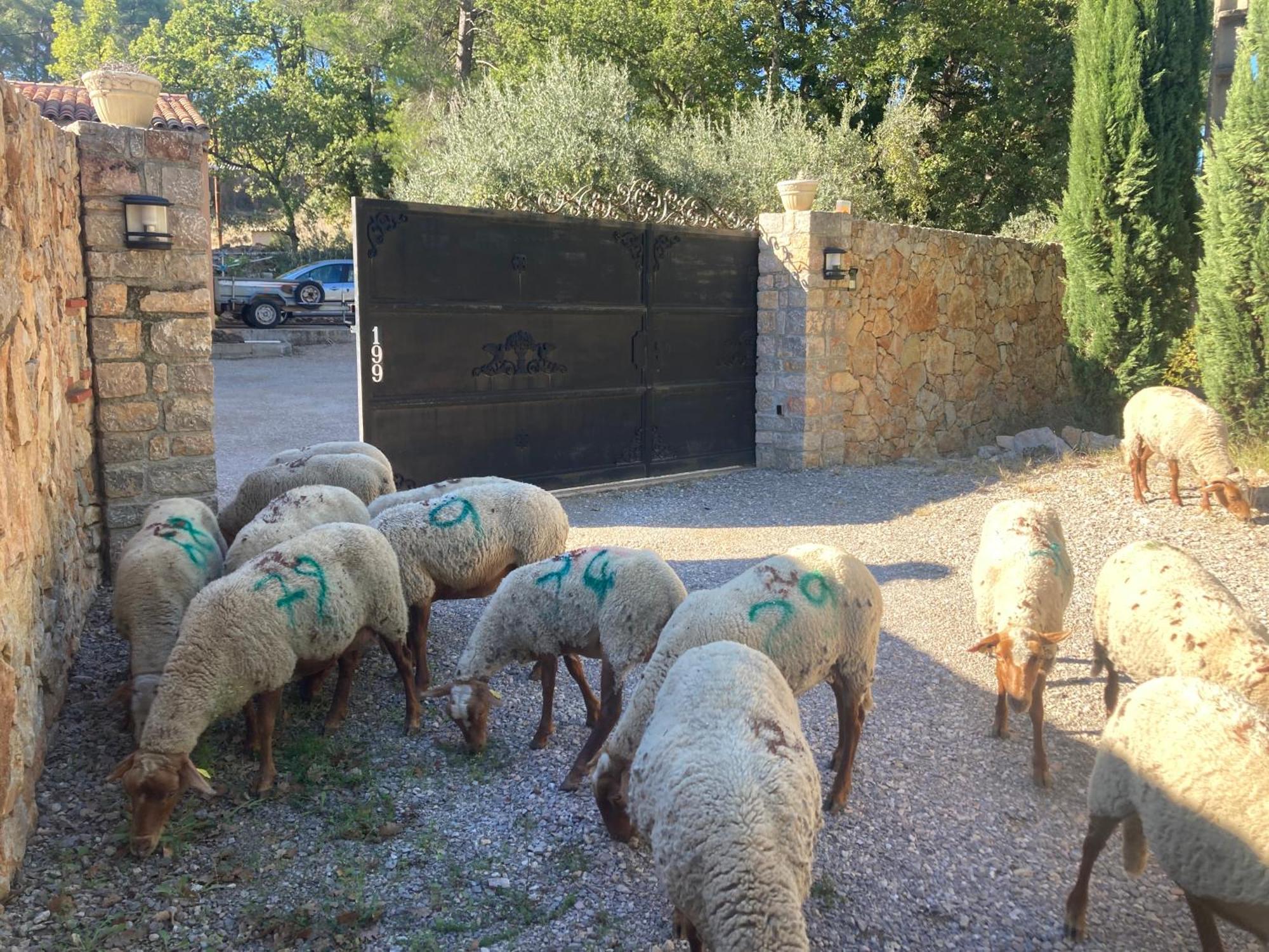Gite Le Mas Des Oliviers Draguignan Buitenkant foto